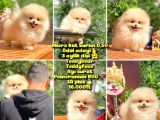 Safkan Boo Pomeranian