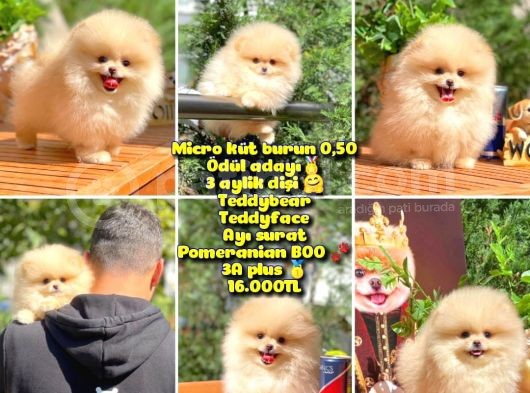Safkan Boo Pomeranian