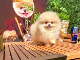 Safkan Boo Pomeranian