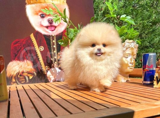 Safkan Boo Pomeranian görsel