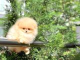 Safkan Boo Pomeranian