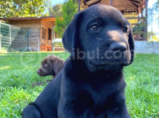 Scr Belgeli Irk Garantili Sevimli Labradorlarımız