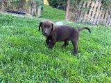 Scr Belgeli Irk Garantili Sevimli Labradorlarımız