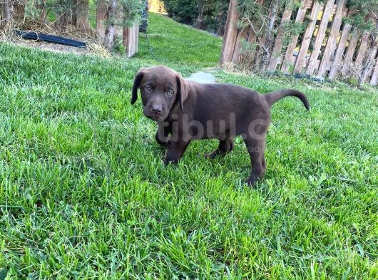 Scr Belgeli Irk Garantili Sevimli Labradorlarımız görsel
