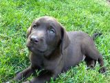 Scr Belgeli Irk Garantili Sevimli Labradorlarımız