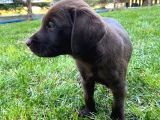 Scr Belgeli Irk Garantili Sevimli Labradorlarımız