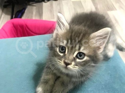 Dişi British Longhair görsel