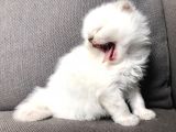 Beyaz Scottish Fold