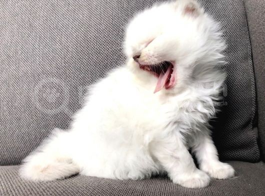 Beyaz Scottish Fold görsel