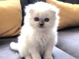 Beyaz Scottish Fold