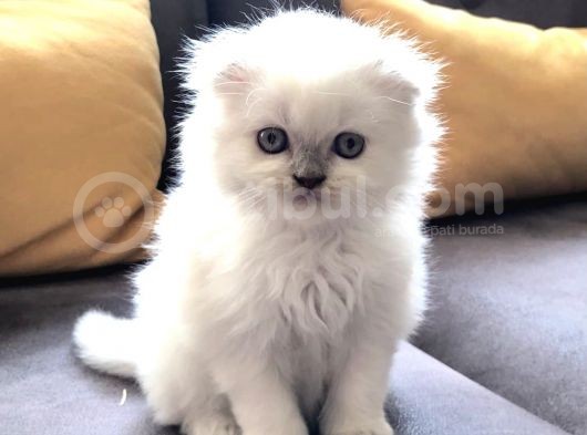 Beyaz Scottish Fold