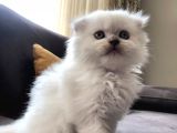 Beyaz Scottish Fold