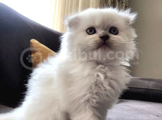 Beyaz Scottish Fold görsel