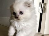 Beyaz Scottish Fold