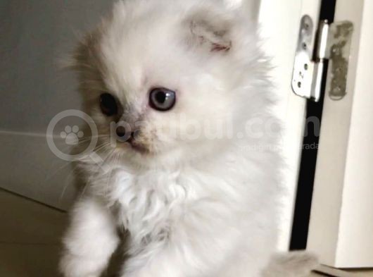 Beyaz Scottish Fold görsel