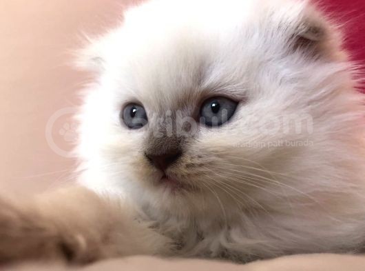 Beyaz Scottish Fold görsel