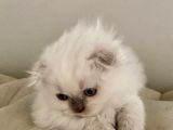 Beyaz Scottish Fold