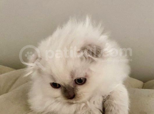 Beyaz Scottish Fold görsel