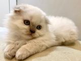 Beyaz Scottish Fold