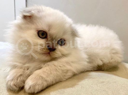 Beyaz Scottish Fold görsel