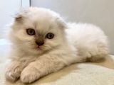 Beyaz Scottish Fold