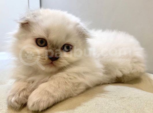 Beyaz Scottish Fold görsel