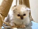 Beyaz Scottish Fold