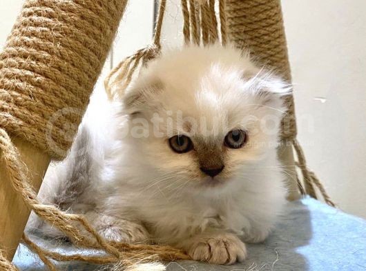 Beyaz Scottish Fold görsel