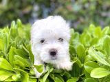 Kar Beyaz Sıfır Numara Maltese Terrier