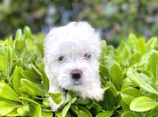 Kar Beyaz Sıfır Numara Maltese Terrier görsel