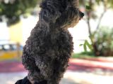 Yetişkin Dişi Toy Poodle Silver