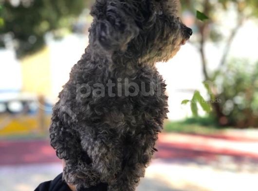 Yetişkin Dişi Toy Poodle Silver görsel