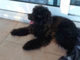 Toy Poodle Siyah İnci