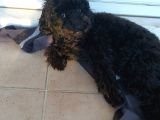Toy Poodle Siyah İnci