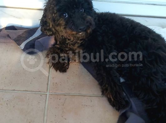 Toy Poodle Siyah İnci görsel