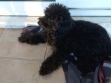 Toy Poodle Siyah İnci