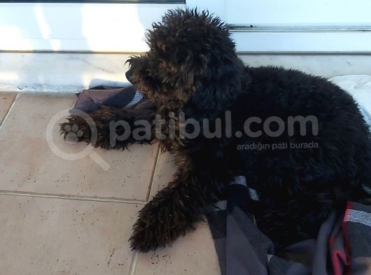 Toy Poodle Siyah İnci görsel