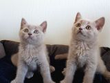 British Shorthair Yavrular Sizler İçin