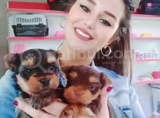 Teacup Yorkshi̇re Terri̇er Bebekler