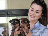 Teacup Yorkshi̇re Terri̇er Bebekler
