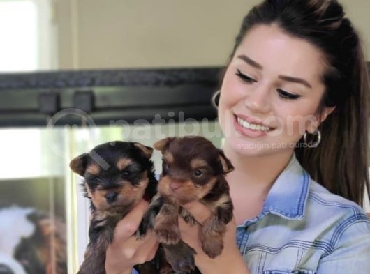 Teacup Yorkshi̇re Terri̇er Bebekler görsel