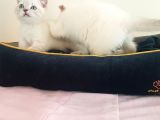 Scottish Fold Yavrularımız