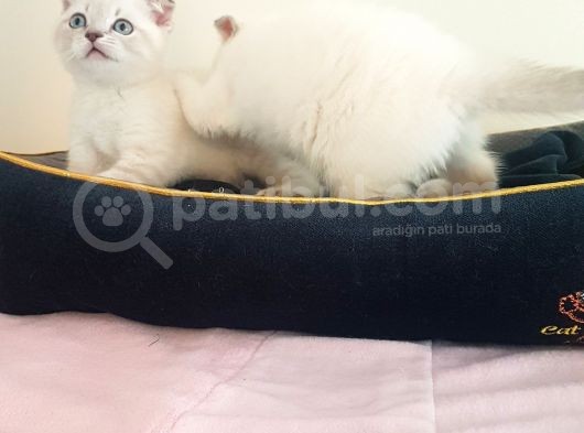 Scottish Fold Yavrularımız görsel