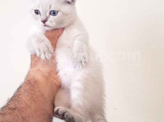 Scottish Fold Yavrularımız görsel