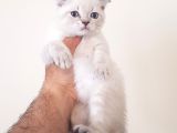 Scottish Fold Yavrularımız