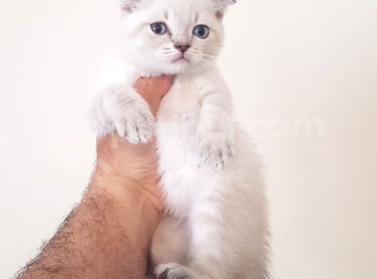 Scottish Fold Yavrularımız