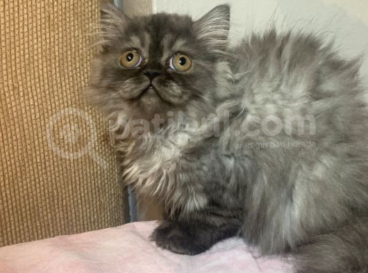 Veterinerden Uygun Dişi İran Kedisi Yavruları görsel