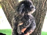 Yetişkin Dişi Toy Poodle Silver