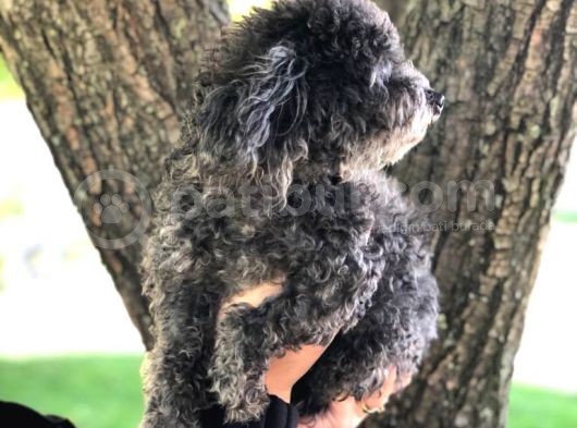 Yetişkin Dişi Toy Poodle Silver