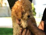Ev Doğumu Dişi Red Toy Poodle